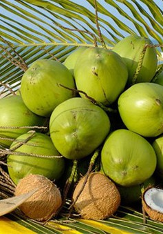 Chuyện nhà nông với nông nghiệp: Tam Quan xanh lại những vườn dừa