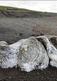 Xác “quái thú” khổng lồ trôi dạt vào bờ biển