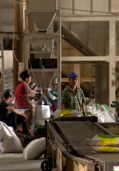 Philippines thay hạn ngạch bằng thuế nhập khẩu gạo