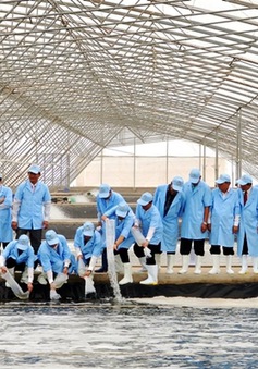 Sản xuất tôm bền vững với mô hình hợp tác xã tại Bạc Liêu