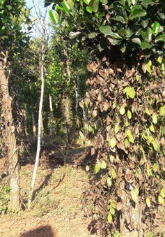 Quảng Bình: Hàng trăm gốc tiêu vàng lá chết hàng loạt