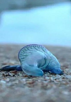 Hàng trăm người bị thương vì sứa xanh ở Ấn Độ