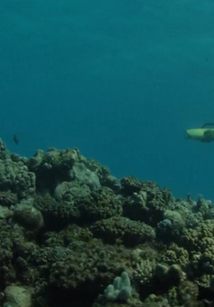 Australia sử dụng robot bảo vệ rạn san hô