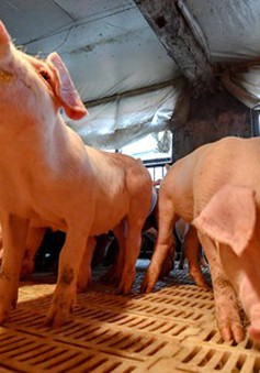 Trung Quốc áp dụng nhiều biện pháp hạn chế dịch tả lợn châu Phi lây lan