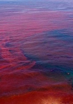 Thủy triều đỏ đe dọa biển Florida, Mỹ