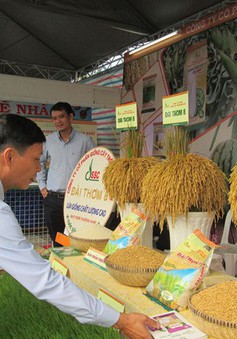 Việt Nam đẩy mạnh xuất khẩu sản phẩm gạo cấp cao