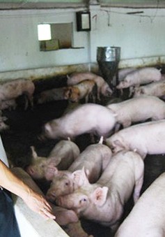 Tổ chức tập huấn phòng chống dịch tả lợn châu Phi cho nông dân tại TP.HCM