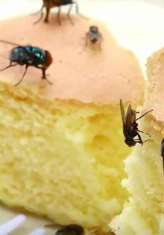 Hiểm họa từ việc ruồi đậu vào thức ăn