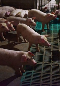 Trung Quốc tuyên bố đã kiểm soát dịch cúm lợn châu Phi