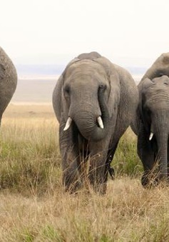 Phát hiện số lượng voi bị giết lớn nhất trong lịch sử tại Botswana