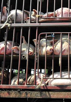 Ấn Độ: Dịch tả lợn bùng phát mạnh tại bang Maharashtra