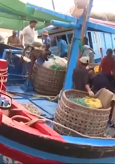 Phú Yên hoàn thiện hạ tầng nghề cá phục vụ đánh bắt xa bờ