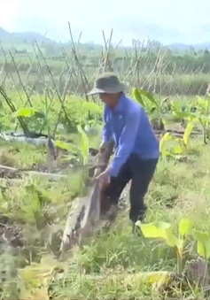 Nông dân Phú Yên mất trắng vùng chuối Tết