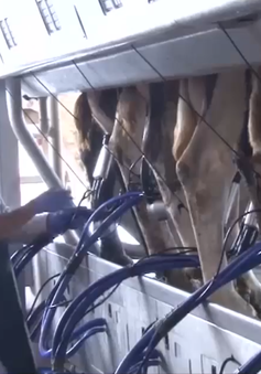 Lâm Đồng sẽ có thêm 1 trang trại bò sữa hữu cơ