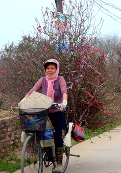 Ngắm hoa đào Nhật Tân xuống phố ngày cuối đông