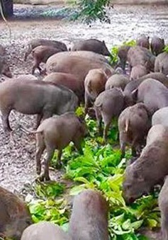 Thịt lợn rừng nuôi hút khách dịp Tết