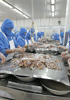Nhiều tiềm năng xuất khẩu tôm Việt vào EU