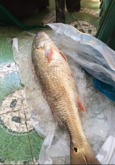 Ngư dân Quảng Ngãi bắt được cá sủ vàng quý hiếm