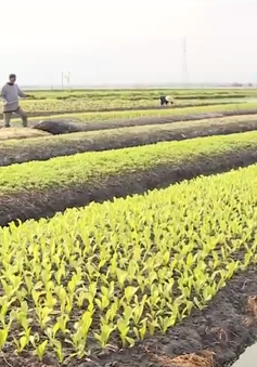 Thừa Thiên Huế: Người dân "ăn nên làm ra" nhờ sản xuất rau trái vụ