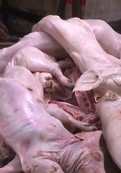 Thu giữ gần 1 tấn thịt lợn bệnh, lợn bẩn ở Đồng Nai