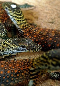 Indonesia sẽ tạm đóng cửa Đảo rồng Komodo