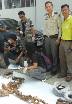 Thái Lan bắt 2 người Việt nghi săn trộm hổ