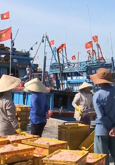 Ngư dân Quảng Ngãi trúng đậm mùa ruốc dịp cận Tết