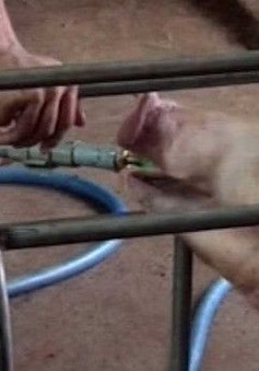 Thâm nhập lò bơm nước, tăng trọng cho lợn tại Đồng Nai
