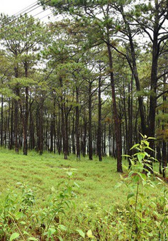 Thủ tướng yêu cầu báo cáo về rừng thông phòng hộ ở Đắk Nông bị đầu độc