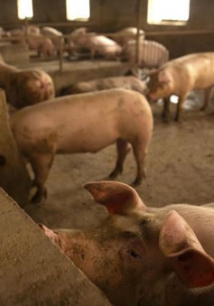 Timor Leste thông báo dịch tả lợn châu Phi bùng phát