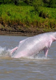 Báo động cá heo vùng Amazon bị nhiễm thủy ngân