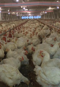 Nhập khẩu không phải là nguyên nhân chủ yếu gây giảm giá thịt gà tại Đông Nam Bộ
