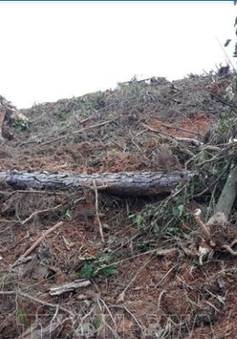 Phát hiện thêm vụ phá rừng thông tại Lâm Đồng