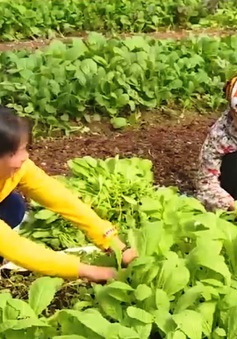 Người phụ nữ quyết tâm làm nông nghiệp sạch