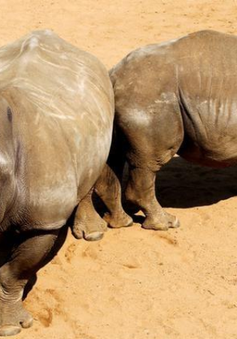 Nghệ An: Làm rõ vụ việc liên quan đến 6 cá thể tê giác chết
