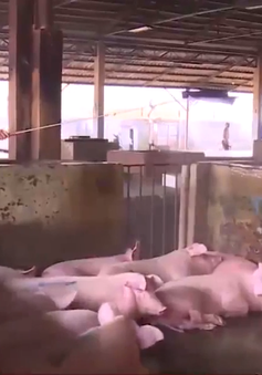 Thừa Thiên - Huế: Khó khăn tái đàn do dịch tả lợn Châu Phi
