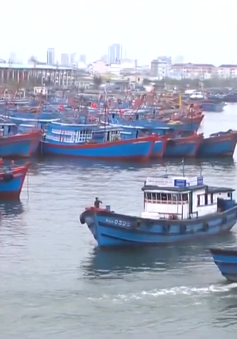 Đà Nẵng hơn 1650 tàu cá đã vào bờ neo đậu an toàn