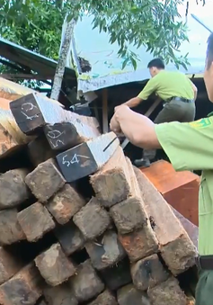 Khánh Hòa: Ngăn chặn đường dây gỗ lậu cuối năm