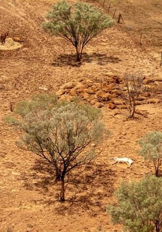 Kinh tế trang trại của Australia bị thiệt hại nặng do biến đổi khí hậu