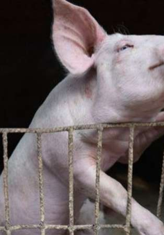 Dịch tả lợn châu Phi bắt đầu bùng phát tại Indonesia