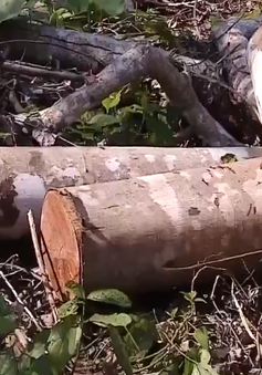 Lâm tặc đốn hạ hàng trăm cây gỗ rừng tại Thanh Hóa