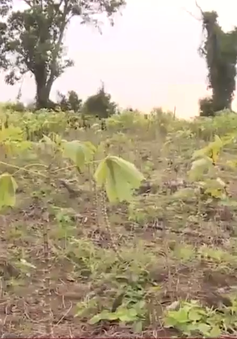 Người trồng sắn Phú Yên thiệt hại do nắng hạn và bệnh khảm lá