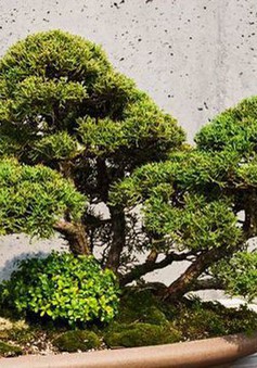 Loạt cây bonsai đắt giá bị đánh cắp, nghệ nhân xin kẻ trộm hãy chăm sóc cây tốt