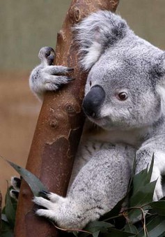 Cảnh báo nguy cơ tuyệt chủng gấu túi Koala