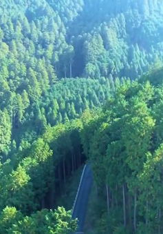 Khám phá phương pháp khai thác rừng đặc biệt tại Nhật Bản