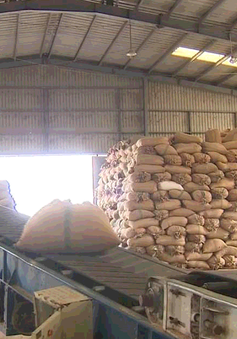 Nhiều DN, hợp tác xã Đồng Tháp trữ lúa miễn phí giúp nông dân