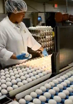 Australia thu hồi hàng trăm nghìn quả trứng do lo ngại nhiễm salmonella