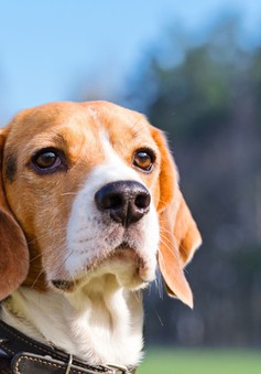 Chó có thể phát hiện ung thư phổi từ mẫu máu