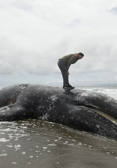 Cá voi xám chết hàng loạt tại California, Mỹ