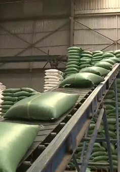 Gạo Việt trước thay đổi chính sách nhập khẩu từ Philippines